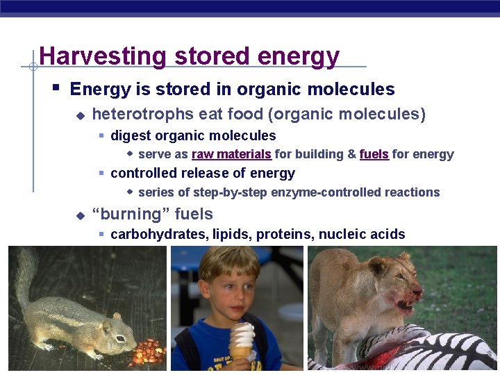 Harvesting stored energy § Energy is stored in organic molecules u heterotrophs eat food