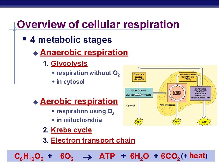 Overview of cellular respiration § 4 metabolic stages u Anaerobic respiration 1. Glycolysis w