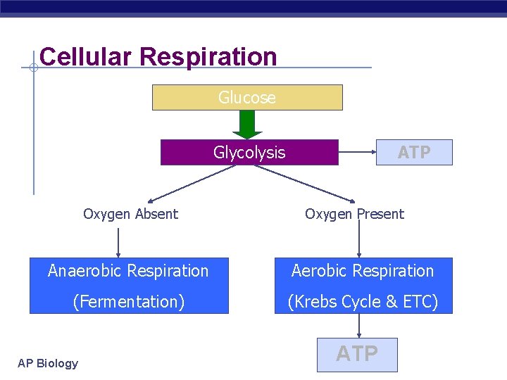 Cellular Respiration Glucose Glycolysis Oxygen Absent ATP Oxygen Present Anaerobic Respiration Aerobic Respiration (Fermentation)