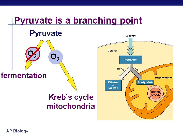 Pyruvate is a branching point Pyruvate O 2 fermentation Kreb’s cycle mitochondria AP Biology