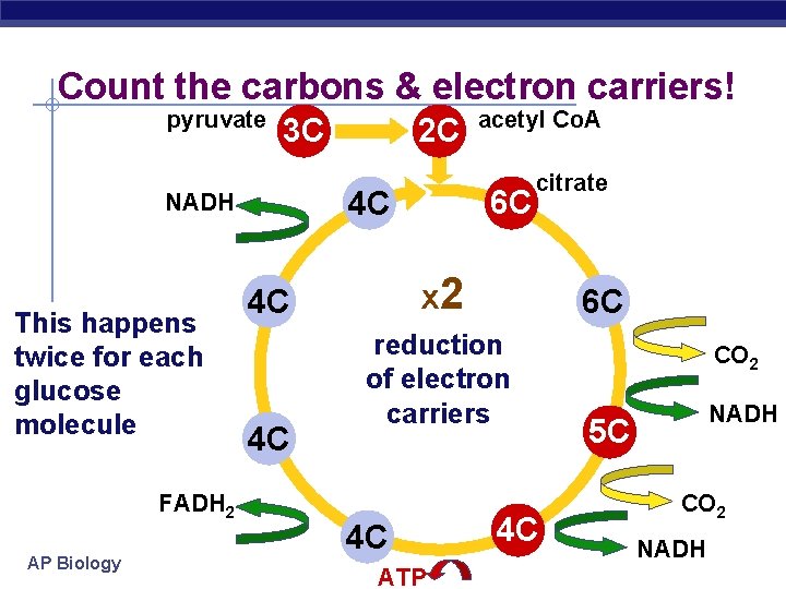 Count the carbons & electron carriers! pyruvate 3 C FADH 2 AP Biology citrate