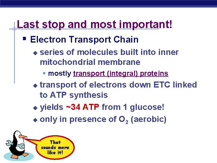 Last stop and most important! § Electron Transport Chain u series of molecules built