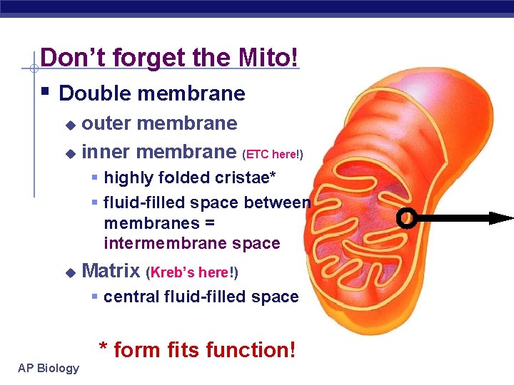 Don’t forget the Mito! § Double membrane outer membrane u inner membrane (ETC here!)