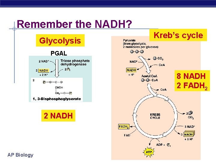 Remember the NADH? Glycolysis Kreb’s cycle PGAL 8 NADH 2 FADH 2 2 NADH
