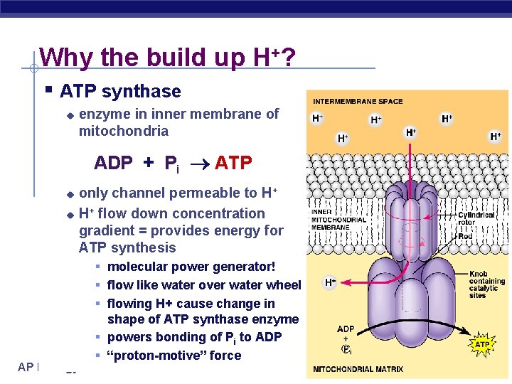 Why the build up H+? § ATP synthase u enzyme in inner membrane of