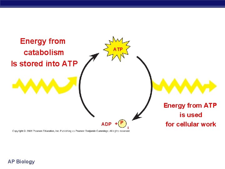 Energy from catabolism Is stored into ATP ADP + P AP Biology i Energy