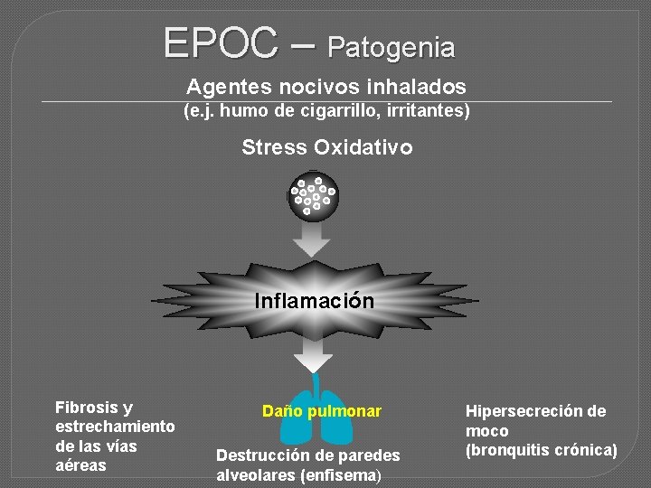 EPOC – Patogenia Agentes nocivos inhalados (e. j. humo de cigarrillo, irritantes) Stress Oxidativo
