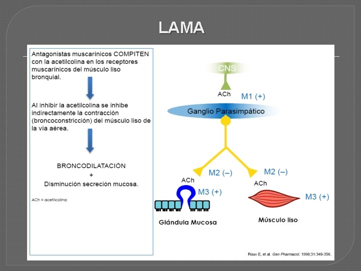 LAMA 