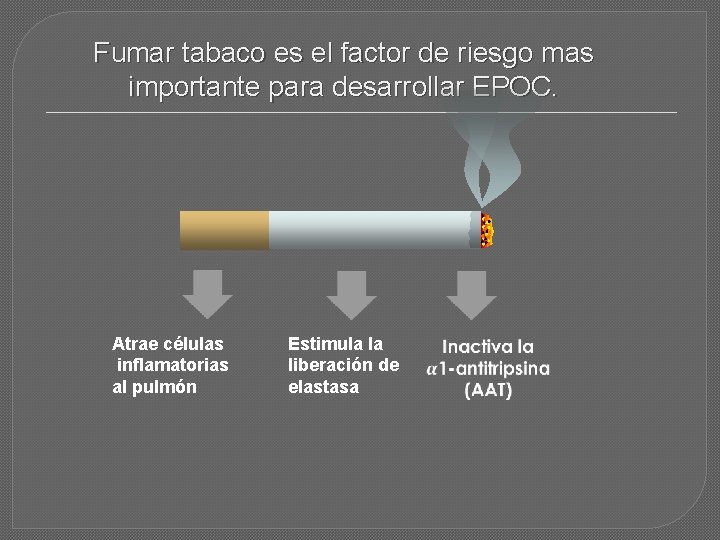 Fumar tabaco es el factor de riesgo mas importante para desarrollar EPOC. Atrae células