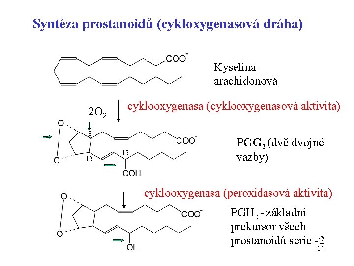 Syntéza prostanoidů (cykloxygenasová dráha) Kyselina arachidonová 2 O 2 cyklooxygenasa (cyklooxygenasová aktivita) 8 12