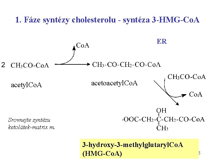 1. Fáze syntézy cholesterolu - syntéza 3 -HMG-Co. A ER acetyl. Co. A acetoacetyl.