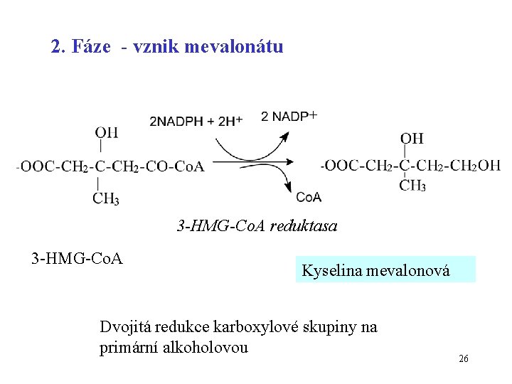 2. Fáze - vznik mevalonátu + 3 -HMG-Co. A reduktasa 3 -HMG-Co. A Kyselina