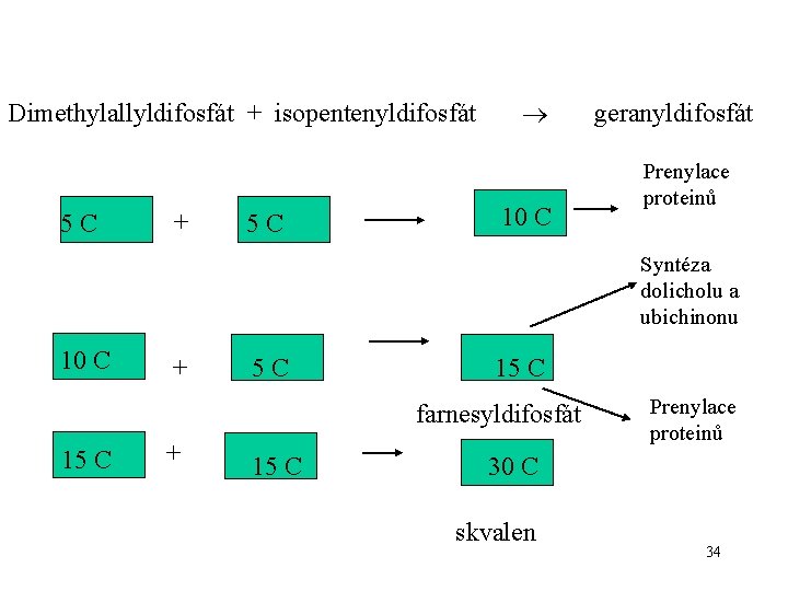 Dimethylallyldifosfát + isopentenyldifosfát 5 C + 5 C 10 C geranyldifosfát Prenylace proteinů Syntéza