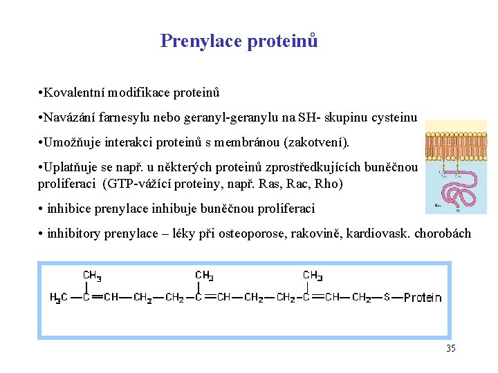 Prenylace proteinů • Kovalentní modifikace proteinů • Navázání farnesylu nebo geranyl-geranylu na SH- skupinu