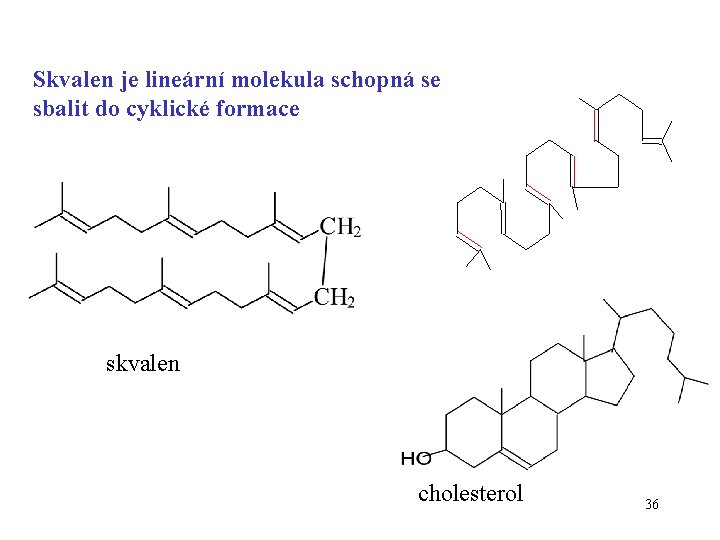 Skvalen je lineární molekula schopná se sbalit do cyklické formace skvalen cholesterol 36 