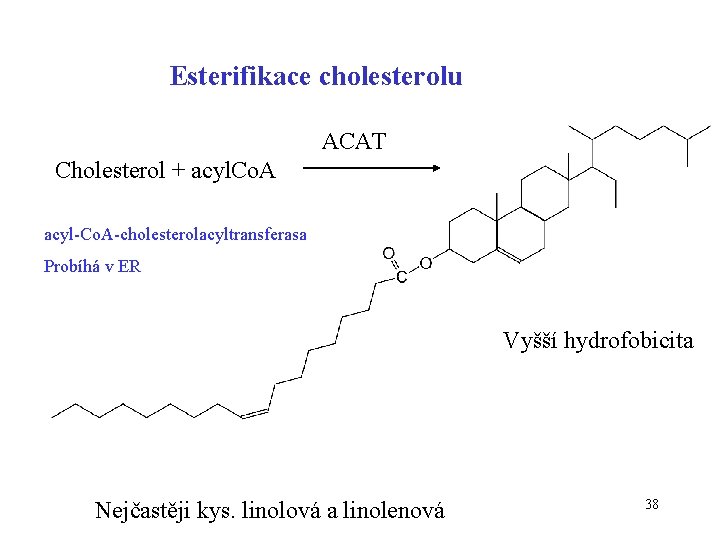 Esterifikace cholesterolu ACAT Cholesterol + acyl. Co. A acyl-Co. A-cholesterolacyltransferasa Probíhá v ER Vyšší