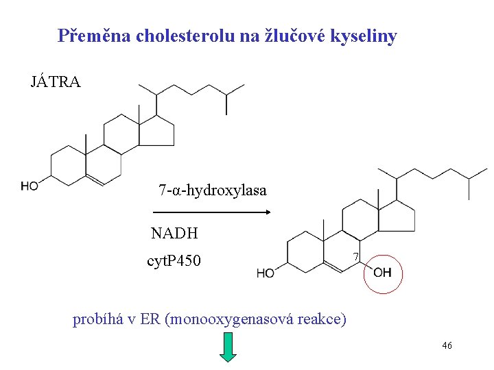 Přeměna cholesterolu na žlučové kyseliny JÁTRA 7 -α-hydroxylasa NADH cyt. P 450 7 probíhá