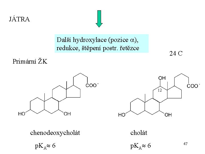 JÁTRA Další hydroxylace (pozice ), redukce, štěpení postr. řetězce 24 C Primární ŽK 12