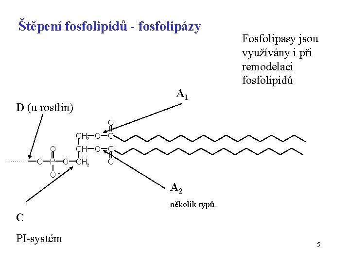 Štěpení fosfolipidů - fosfolipázy Fosfolipasy jsou využívány i při remodelaci fosfolipidů A 1 D