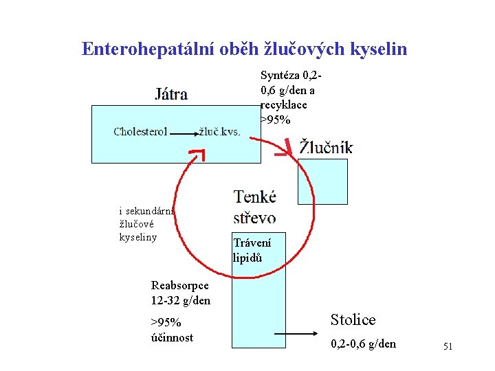 Enterohepatální oběh žlučových kyselin Syntéza 0, 20, 6 g/den a recyklace >95% i sekundární