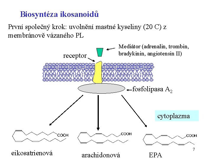 Biosyntéza ikosanoidů První společný krok: uvolnění mastné kyseliny (20 C) z membránově vázaného PL