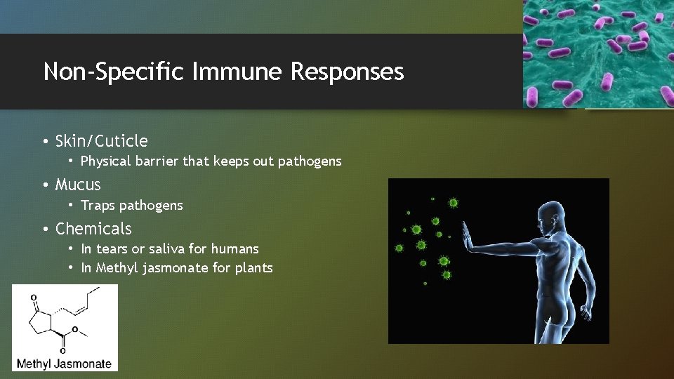 Non-Specific Immune Responses • Skin/Cuticle • Physical barrier that keeps out pathogens • Mucus