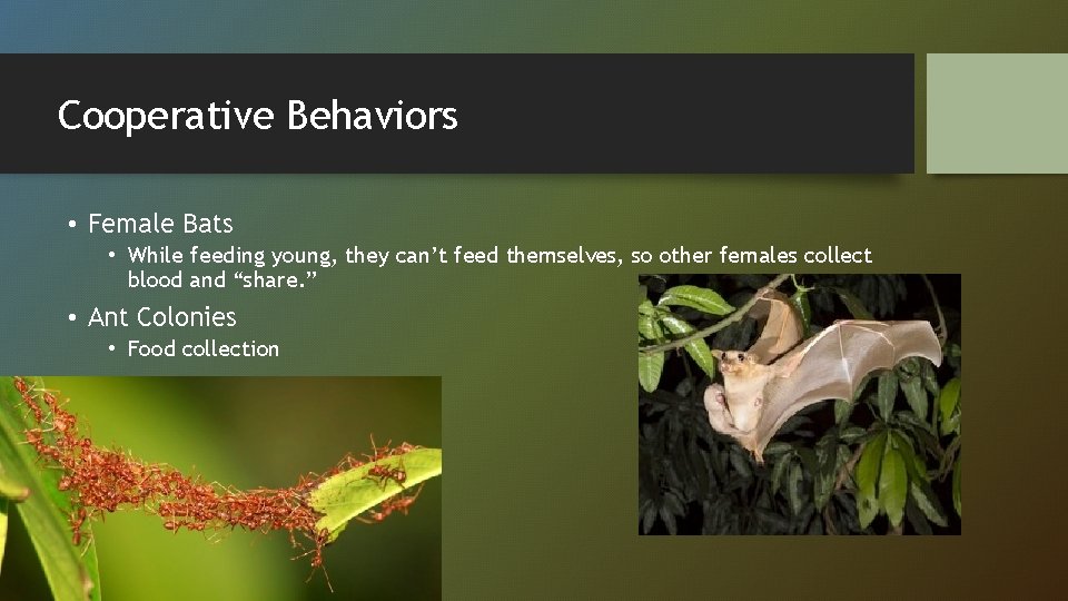 Cooperative Behaviors • Female Bats • While feeding young, they can’t feed themselves, so