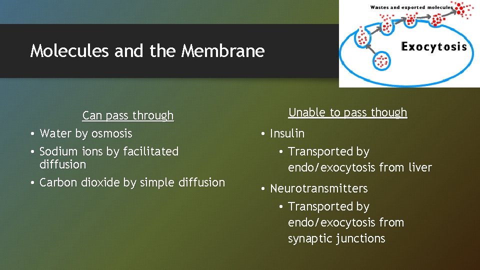Molecules and the Membrane • • • Can pass through Water by osmosis Sodium