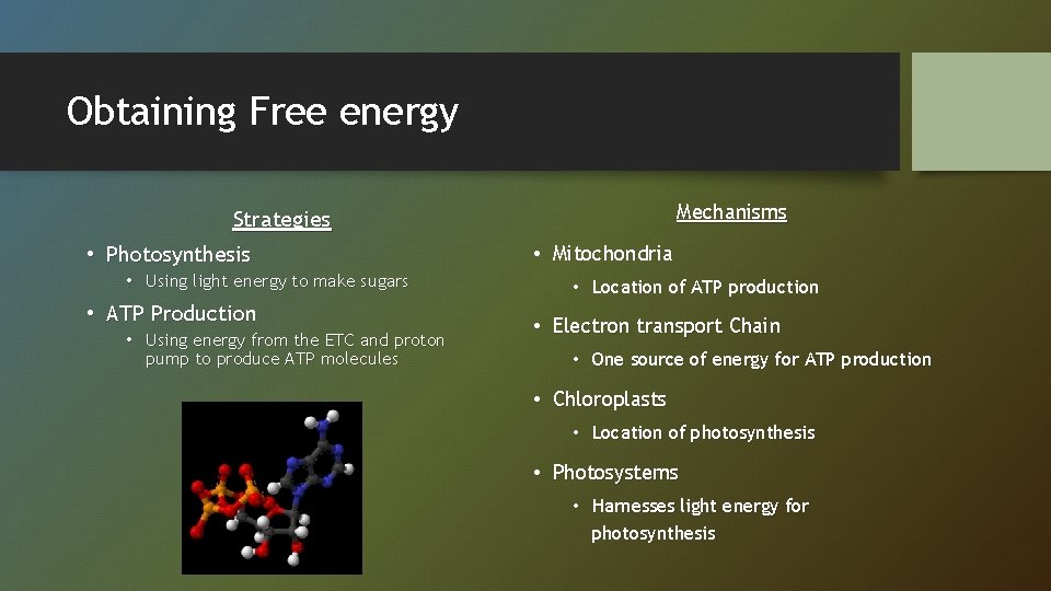 Obtaining Free energy Mechanisms Strategies • Photosynthesis • Using light energy to make sugars
