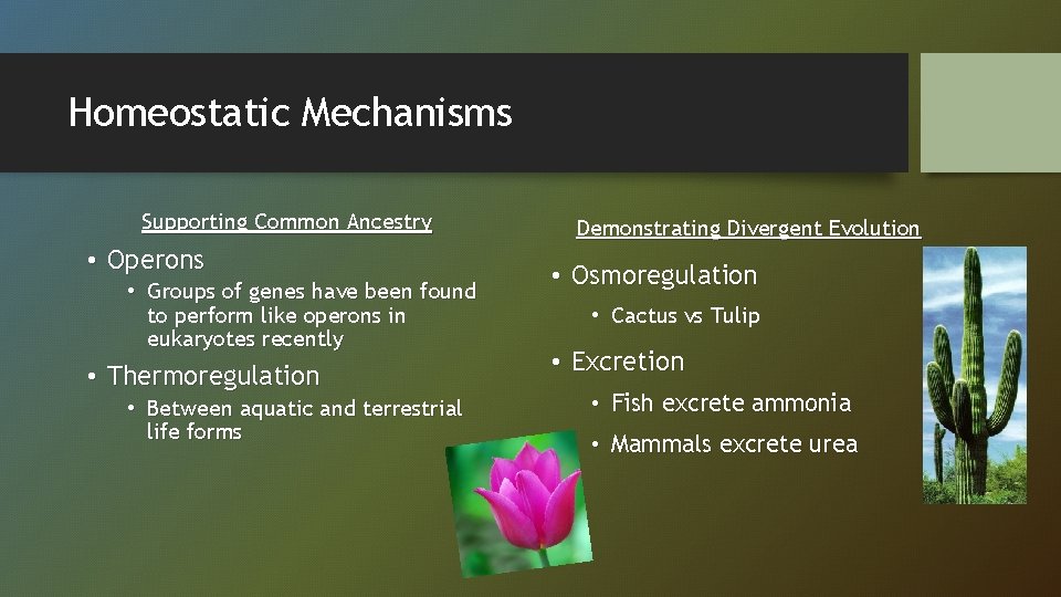 Homeostatic Mechanisms Supporting Common Ancestry • Operons • Groups of genes have been found