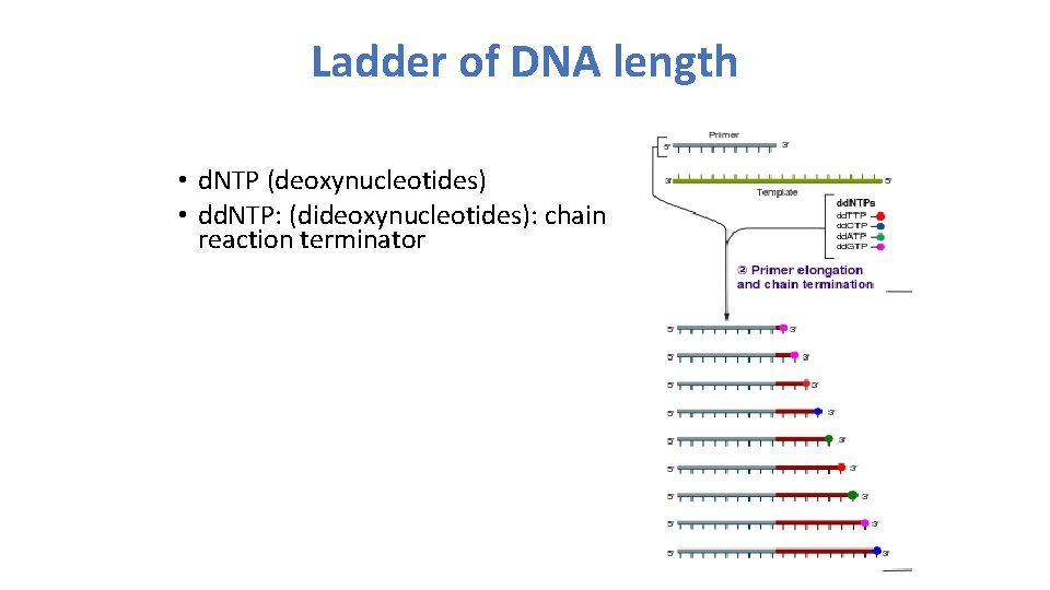 Ladder of DNA length • d. NTP (deoxynucleotides) • dd. NTP: (dideoxynucleotides): chain reaction