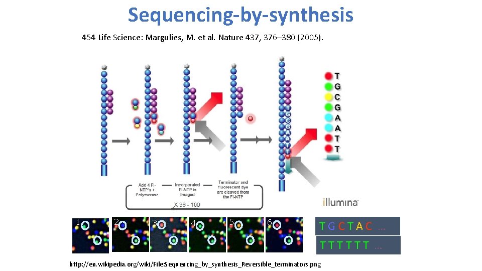 Sequencing-by-synthesis 454 Life Science: Margulies, M. et al. Nature 437, 376– 380 (2005). 1