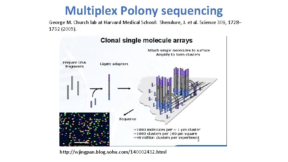 Multiplex Polony sequencing George M. Church lab at Harvard Medical School: Shendure, J. et