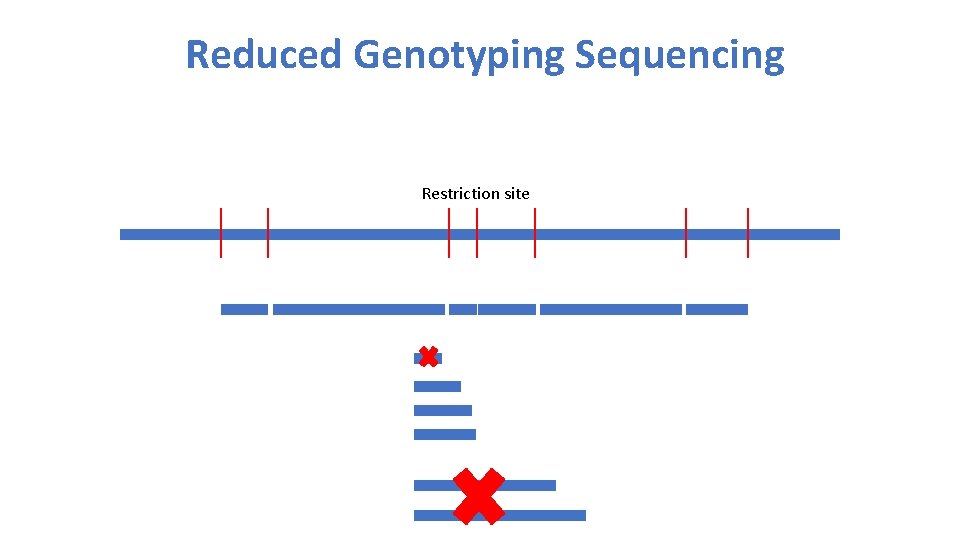 Reduced Genotyping Sequencing Restriction site 
