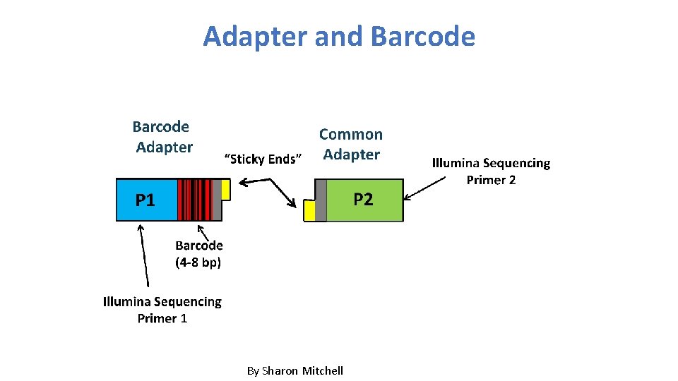 Adapter and Barcode By Sharon Mitchell 