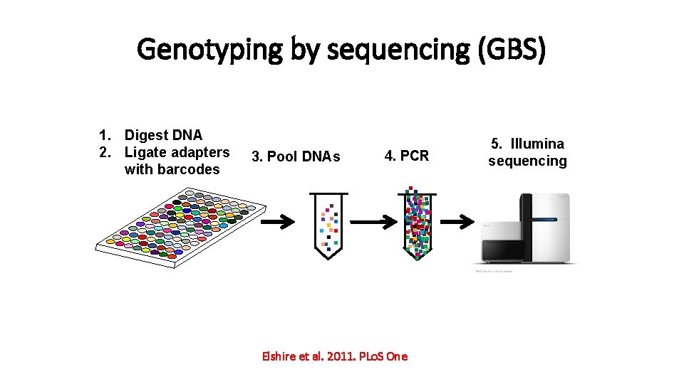 Genotyping by sequencing (GBS) 3. Pool DNAs 4. PCR . . . . .