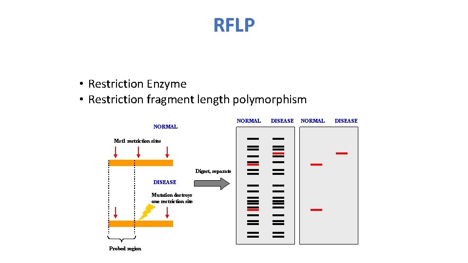 RFLP • Restriction Enzyme • Restriction fragment length polymorphism 