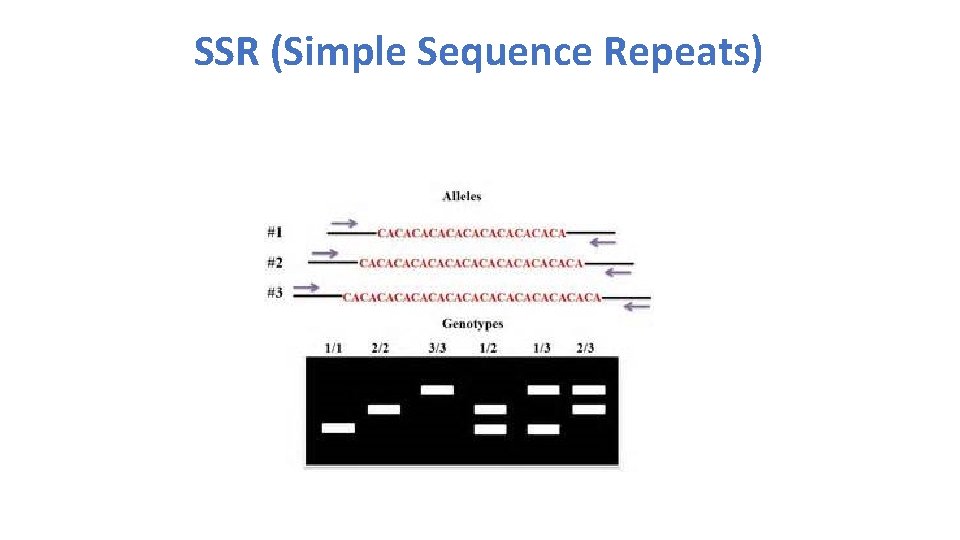 SSR (Simple Sequence Repeats) 