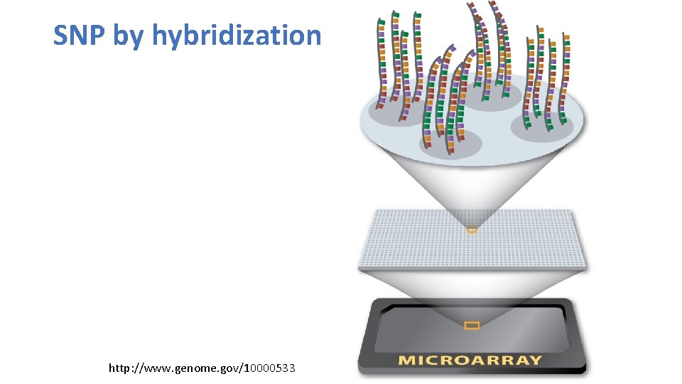 SNP by hybridization http: //www. genome. gov/10000533 