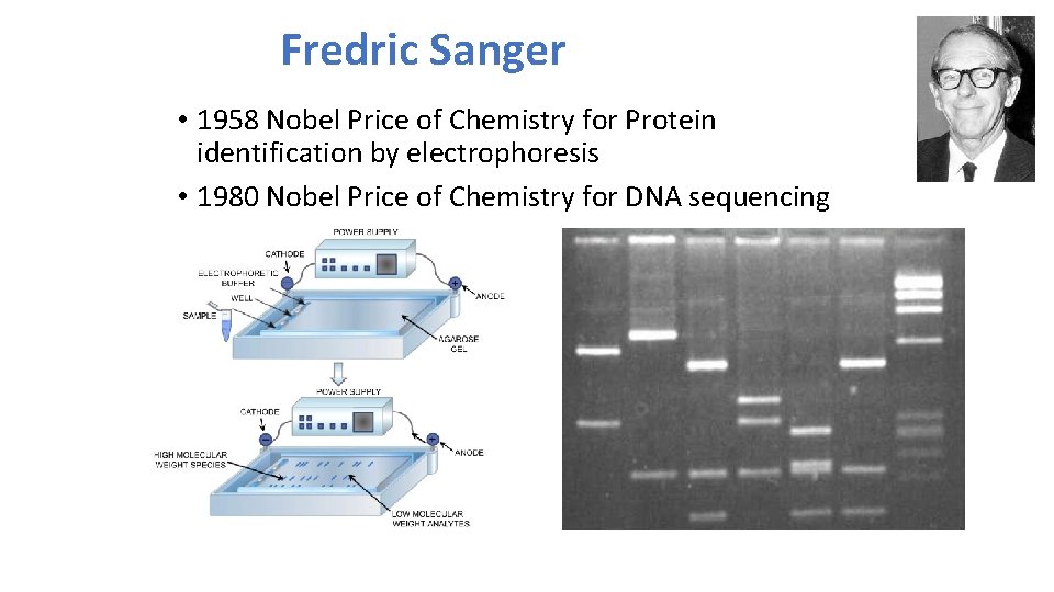 Fredric Sanger • 1958 Nobel Price of Chemistry for Protein identification by electrophoresis •