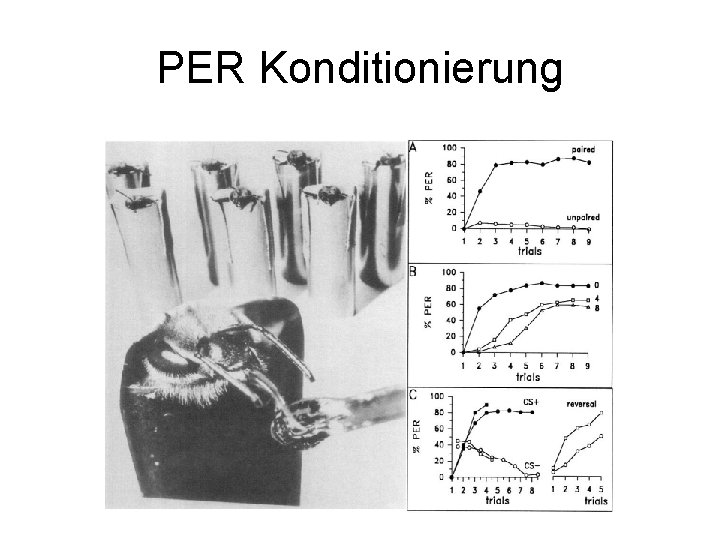 PER Konditionierung 