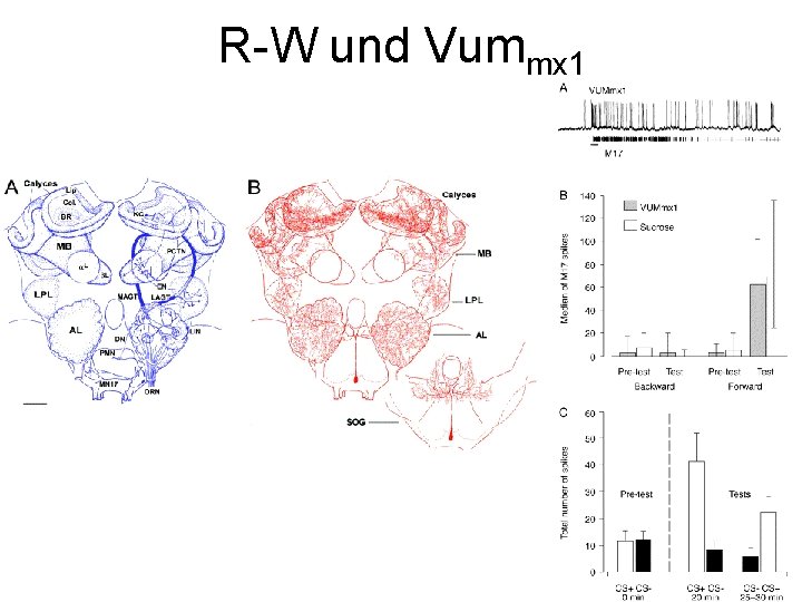 R-W und Vummx 1 