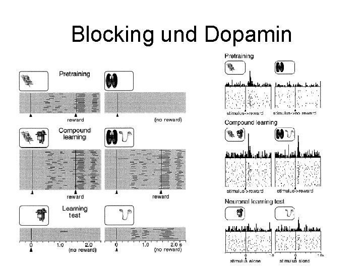 Blocking und Dopamin 