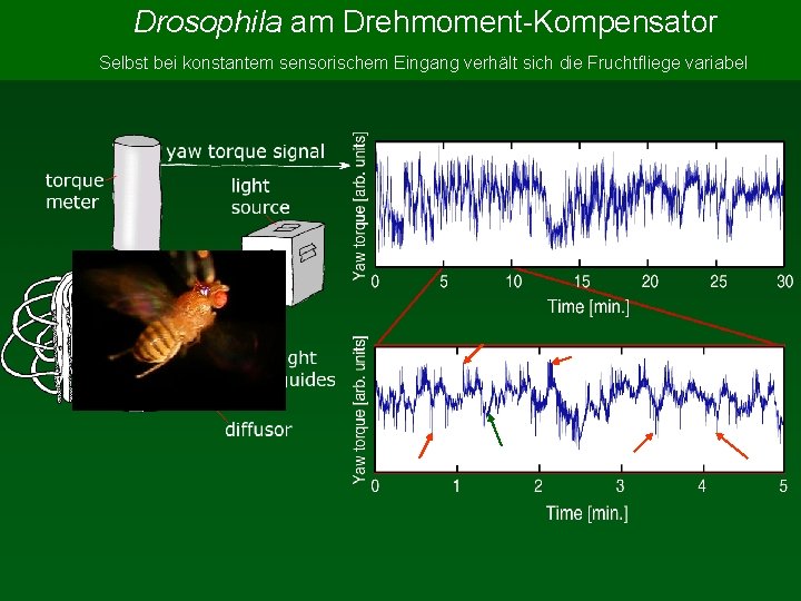 Drosophila am Drehmoment-Kompensator Selbst bei konstantem sensorischem Eingang verhält sich die Fruchtfliege variabel baseline