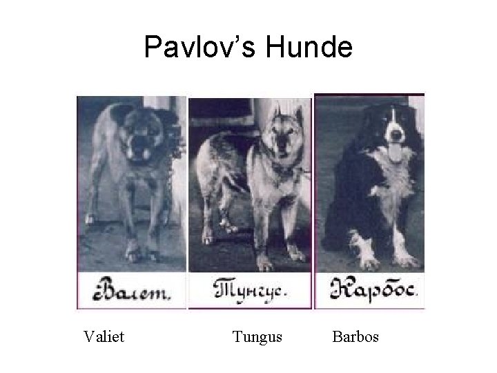 Pavlov’s Hunde Valiet Tungus Barbos 