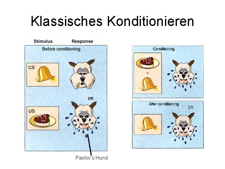 Klassisches Konditionieren UR Pavlov‘s Hund 