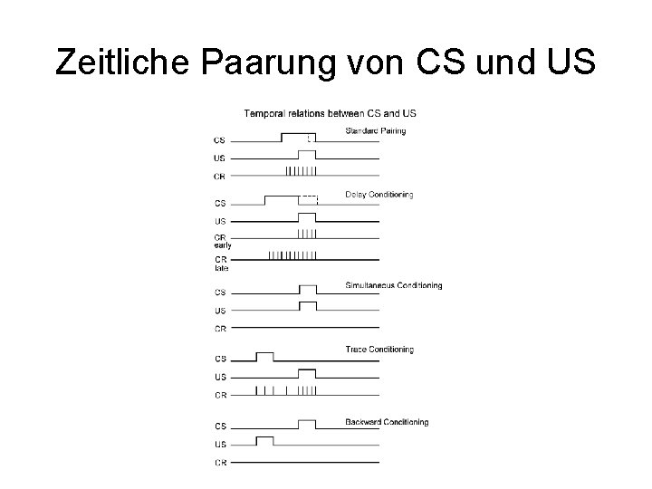 Zeitliche Paarung von CS und US 