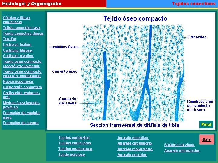 Tejidos conectivos Histología y Organografia Tejido óseo compacto Células y fibras conectivas Tejido conectivo