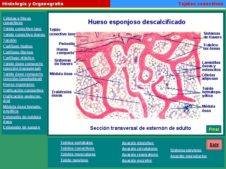Tejidos conectivos Histología y Organografia Células y fibras conectivas Tejido conectivo laxo Tejido conectivo