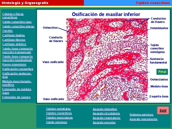 Tejidos conectivos Histología y Organografia Osificación de maxilar inferior Células y fibras conectivas Conductos